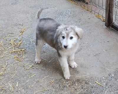 Laska wartet nicht auf irgendwen, sondern genau auf Dich, Mischling Welpen - Hündin