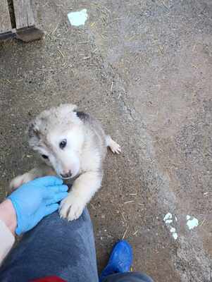 Laska wartet nicht auf irgendwen, sondern genau auf Dich, Mischling Welpen - Hündin