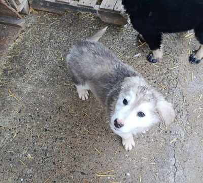 Laska wartet nicht auf irgendwen, sondern genau auf Dich, Mischling Welpen - Hündin