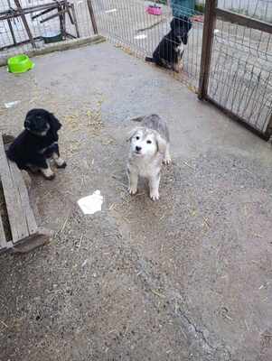 Laska wartet nicht auf irgendwen, sondern genau auf Dich, Mischling Welpen - Hündin