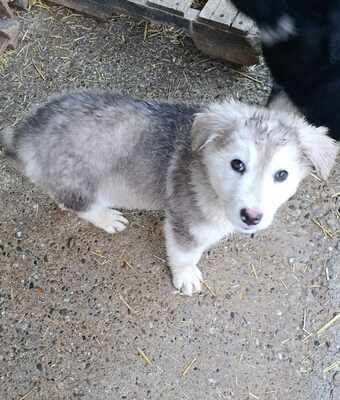 Laska, wenn Hoffnung ein Zuhause sucht