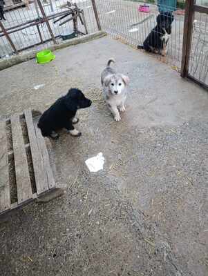 Laska, wenn Hoffnung ein Zuhause sucht, Mischling Welpen - Hündin