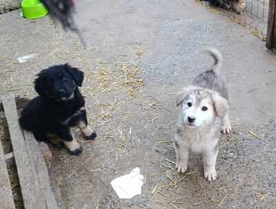 Laska, wenn Hoffnung ein Zuhause sucht, Mischling Welpen - Hündin