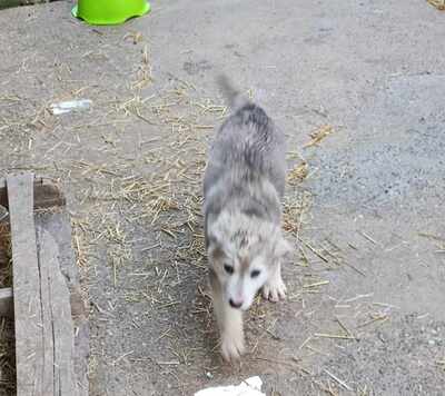 Laska, wenn Hoffnung ein Zuhause sucht, Mischling Welpen - Hündin