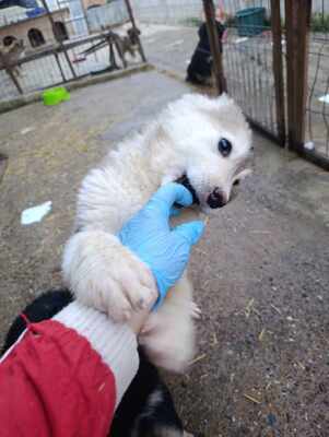 Laska, wenn Hoffnung ein Zuhause sucht, Mischling Welpen - Hündin