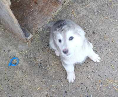 Laska, wenn Hoffnung ein Zuhause sucht, Mischling Welpen - Hündin