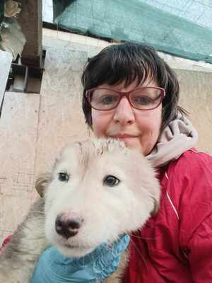 Laska, wenn Hoffnung ein Zuhause sucht, Mischling Welpen - Hündin