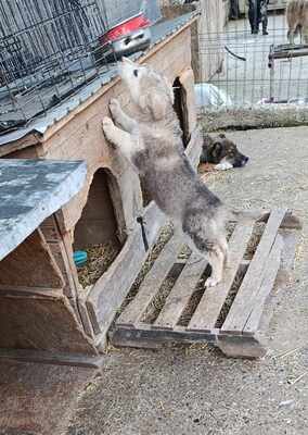 Laska, wenn Hoffnung ein Zuhause sucht, Mischling Welpen - Hündin