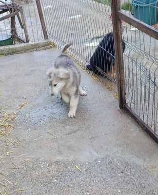 Laska, wenn Hoffnung ein Zuhause sucht, Mischling Welpen - Hündin