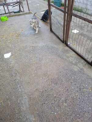 Laska, wenn Hoffnung ein Zuhause sucht, Mischling Welpen - Hündin