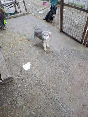 Laska, wenn Hoffnung ein Zuhause sucht, Mischling Welpen - Hündin