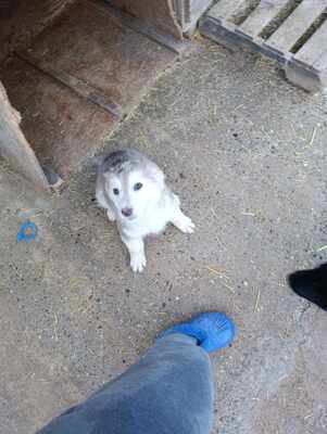 Laska, wenn Hoffnung ein Zuhause sucht, Mischling Welpen - Hündin