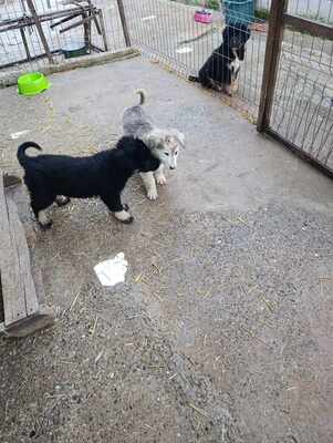 Laska, wenn Hoffnung ein Zuhause sucht, Mischling Welpen - Hündin