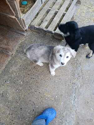 Laska, wenn Hoffnung ein Zuhause sucht, Mischling Welpen - Hündin