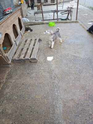 Laska, wenn Hoffnung ein Zuhause sucht, Mischling Welpen - Hündin