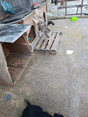 Laska, wenn Hoffnung ein Zuhause sucht, Mischling Welpen - Hündin