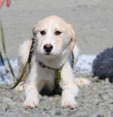 Lasko, mischling Welpen - Rüde