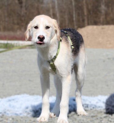 Lasko, mischling Welpen - Rüde
