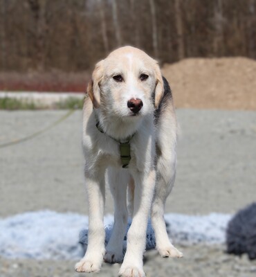 Lasko, mischling Welpen - Rüde
