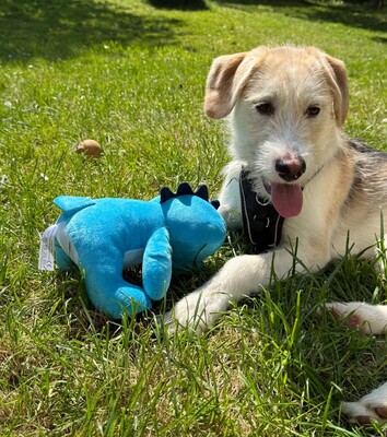 Lasko, mischling Welpen - Rüde