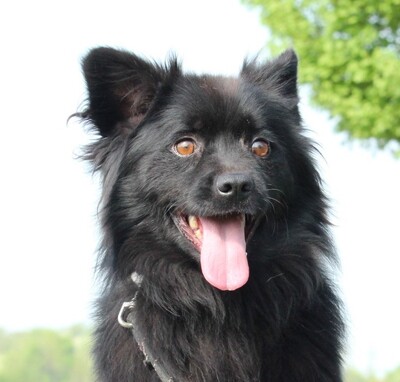 Laslo, Mischling - Rüde