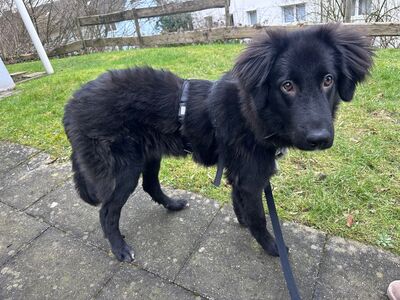 Lassie, Mischling Welpen - Hündin