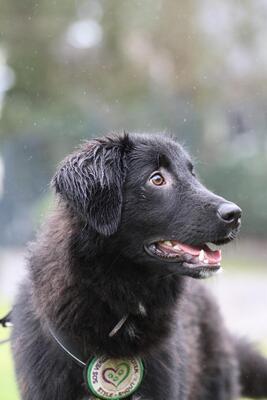 Lassie, Mischling Welpen - Hündin