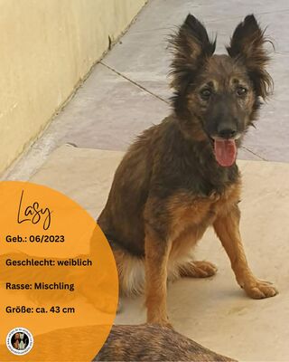 Lasy, Podenco-Mischling - Hündin