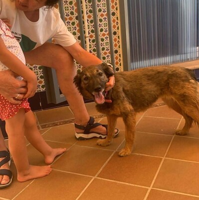Lasy, Podenco-Mischling - Hündin