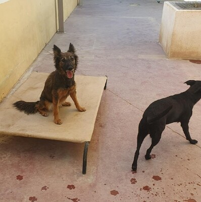 Lasy, Podenco-Mischling - Hündin