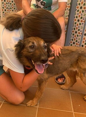 Lasy, Podenco-Mischling - Hündin