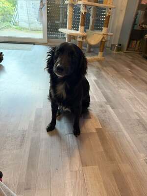 Latino sucht liebevolles Zuhause...