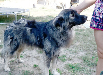 Latte - Gutmütiger Herzensbrecher, ca. 1 Jahr/60cm/23kg, Mischling - Rüde