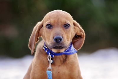 Latte, Labrador mix ? Welpen - Rüde