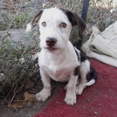 Laura / Reserviert, Mischling Welpen - Hündin