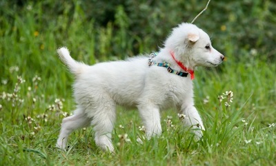 Laura - Verspieltes Hundemädchen, ca. 3 Monate, Mischling Welpen - Hündin