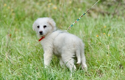 Laura - Verspieltes Hundemädchen, ca. 4 Monate, Mischling Welpen - Hündin