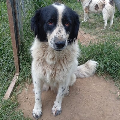 Laura - endlich bereit, den nächsten Schritt zu gehen 🙏, Setter-/Schäferhund-Mischling - Hündin