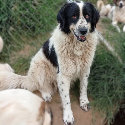 Laura - endlich bereit, den nächsten Schritt zu gehen 🙏, Setter-/Schäferhund-Mischling - Hündin