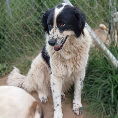 Laura - endlich bereit, den nächsten Schritt zu gehen 🙏, Setter-/Schäferhund-Mischling - Hündin