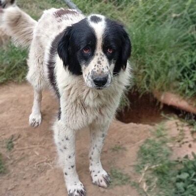Laura - endlich bereit, den nächsten Schritt zu gehen 🙏, Setter-/Schäferhund-Mischling - Hündin