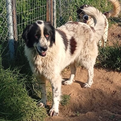 Laura - endlich bereit, den nächsten Schritt zu gehen 🙏, Setter-/Schäferhund-Mischling - Hündin