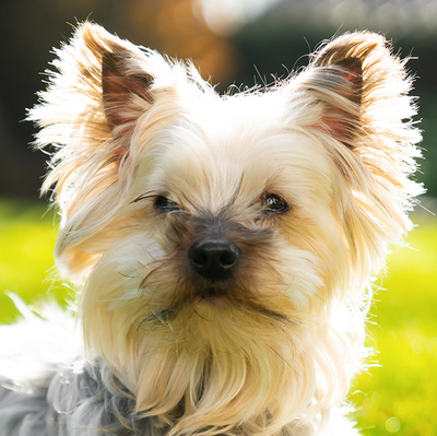 Lauri, Yorkshire Terrier - Rüde