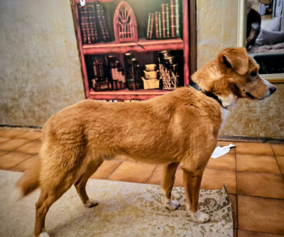 Laurie - NOTFALL Österreich, Mischling - Rüde