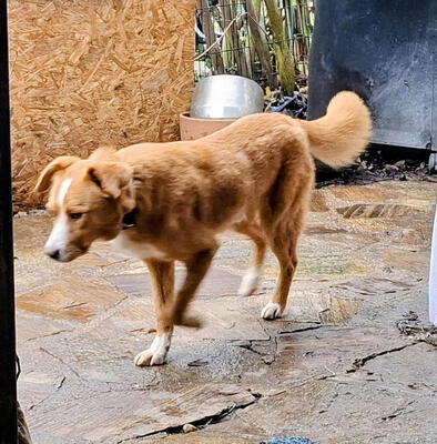 Laurie - NOTFALL Österreich, Mischling - Rüde