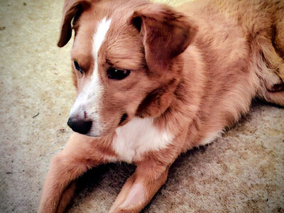 Laurie - NOTFALL Österreich, Mischling - Rüde