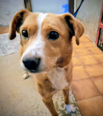 Laurie - NOTFALL Österreich, Mischling - Rüde