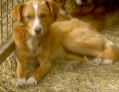 Laurie möchte bei IHNEN sein Glück finden, Mischling - Rüde
