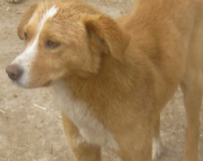 Laurie möchte bei IHNEN sein Glück finden, Mischling - Rüde