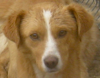 Laurie möchte bei IHNEN sein Glück finden, Mischling - Rüde